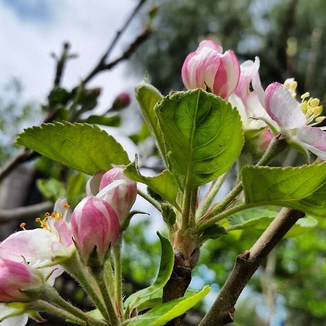 Instagram Photo Contest: "Spring in Napa Valley"